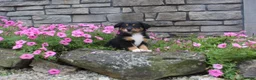 Australian Shepherd dogs for sale: Poppy  - Ad 4