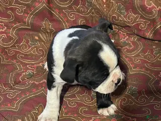 Boston Terrier dogs Boston Terrier Puppy 6 - Ad 29