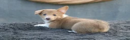 Welsh Corgi Pembroke dogs for sale: Misty - Ad 3