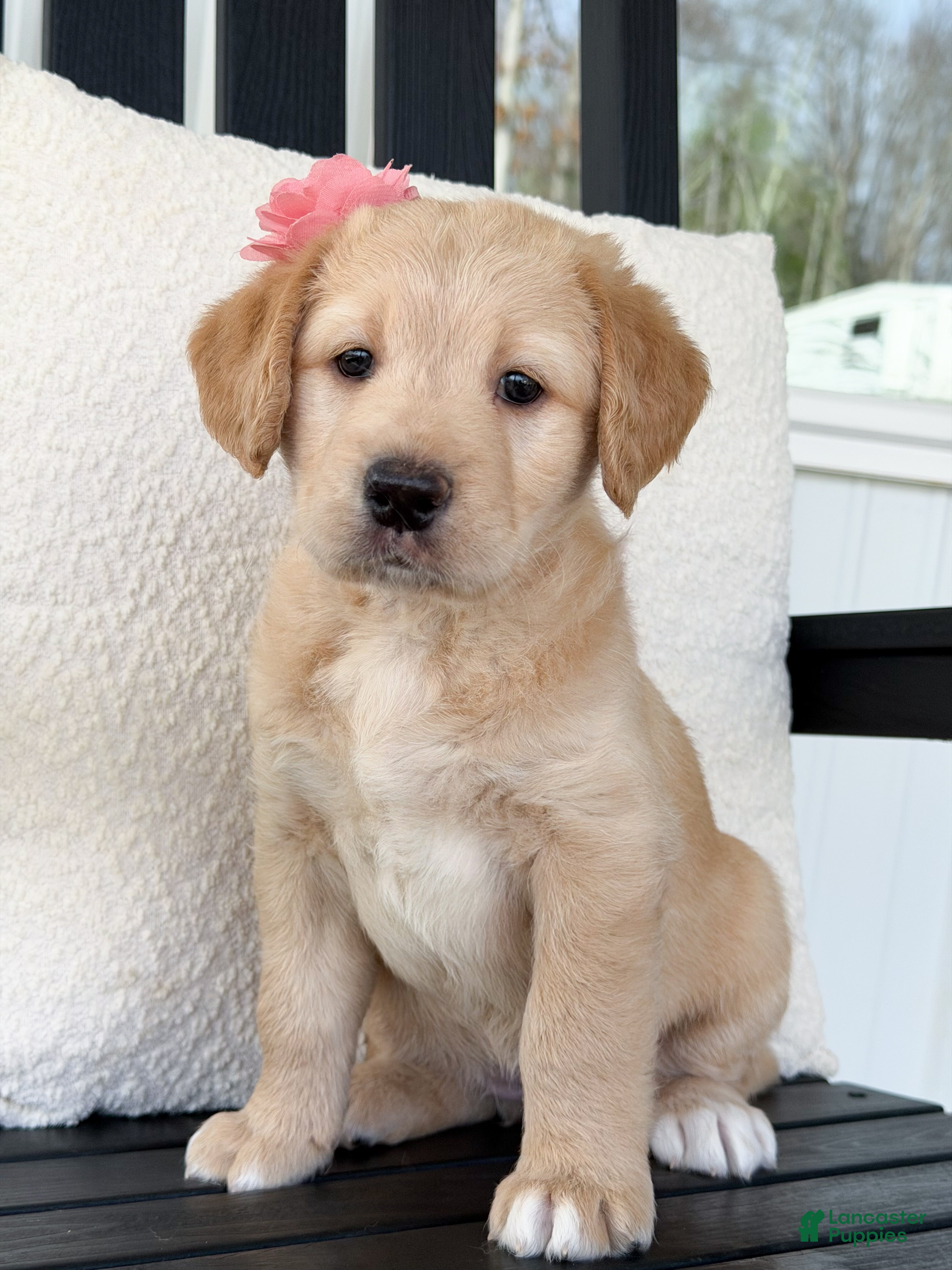 Labradoodle dogs Navy  - Ad 1