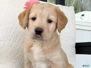 Labradoodle dogs for sale: Navy - Ad 3