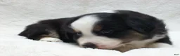 Miniature Australian Shepherd dogs for sale: Buster - Ad 3