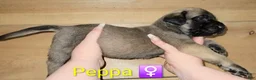 English Mastiff dogs for sale: Peppa - Ad 4