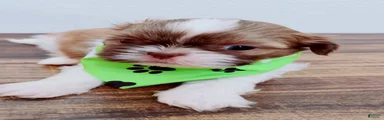 coco