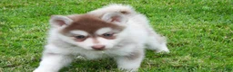 Pomsky dogs for sale: Sadie - Ad 3