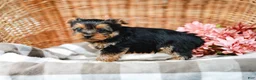 Yorkshire Terrier dogs for sale: Monty - Ad 6