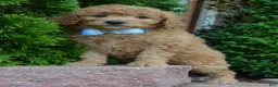 Mini Goldendoodle dogs for sale: Mini Ginger - Ad 15