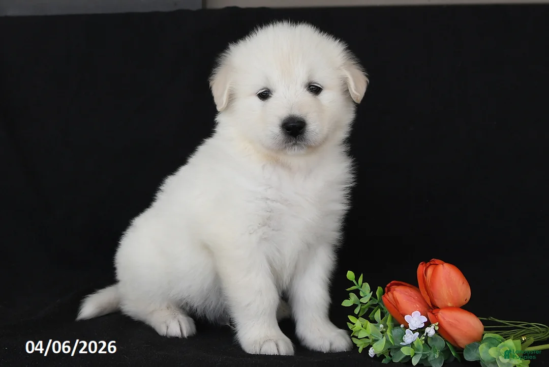 Golden Retriever dogs for sale: Chad - Ad 2