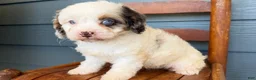 Cavapoo dogs for sale: Garnet - Ad 3