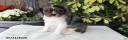 Cavalier King Charles Spaniel dogs for sale: Jenny - Ad 4