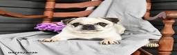 Pug dogs for sale: Buster - Ad 1