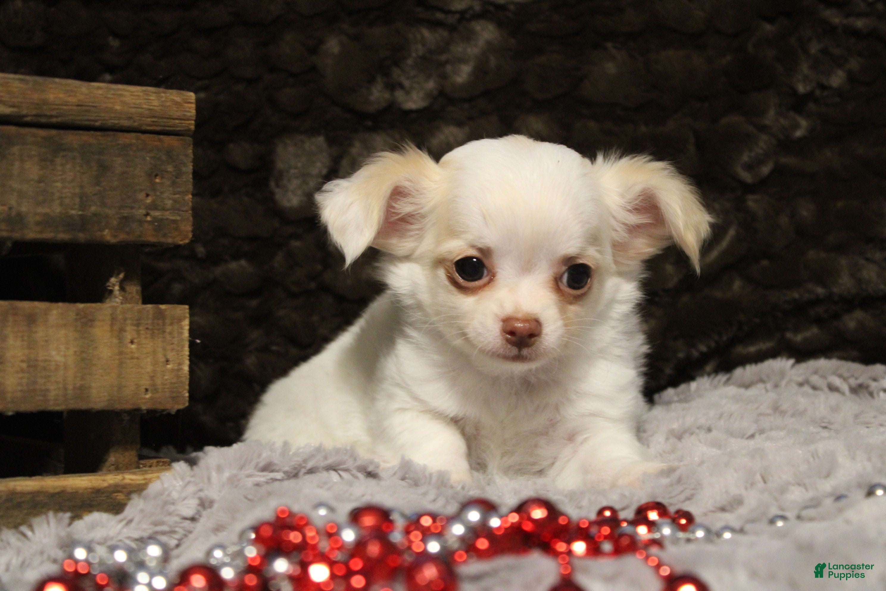 Chihuahua dogs Creamy - Ad 15