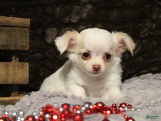 Chihuahua dogs Creamy - Ad 12