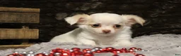 Chihuahua dogs for sale: Creamy - Ad 3