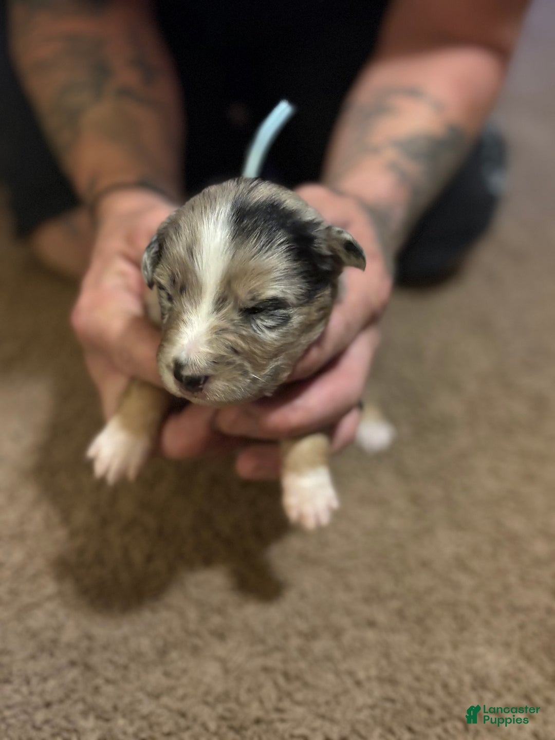 Australian Shepherd dogs for sale: Waffles.  - Ad 3