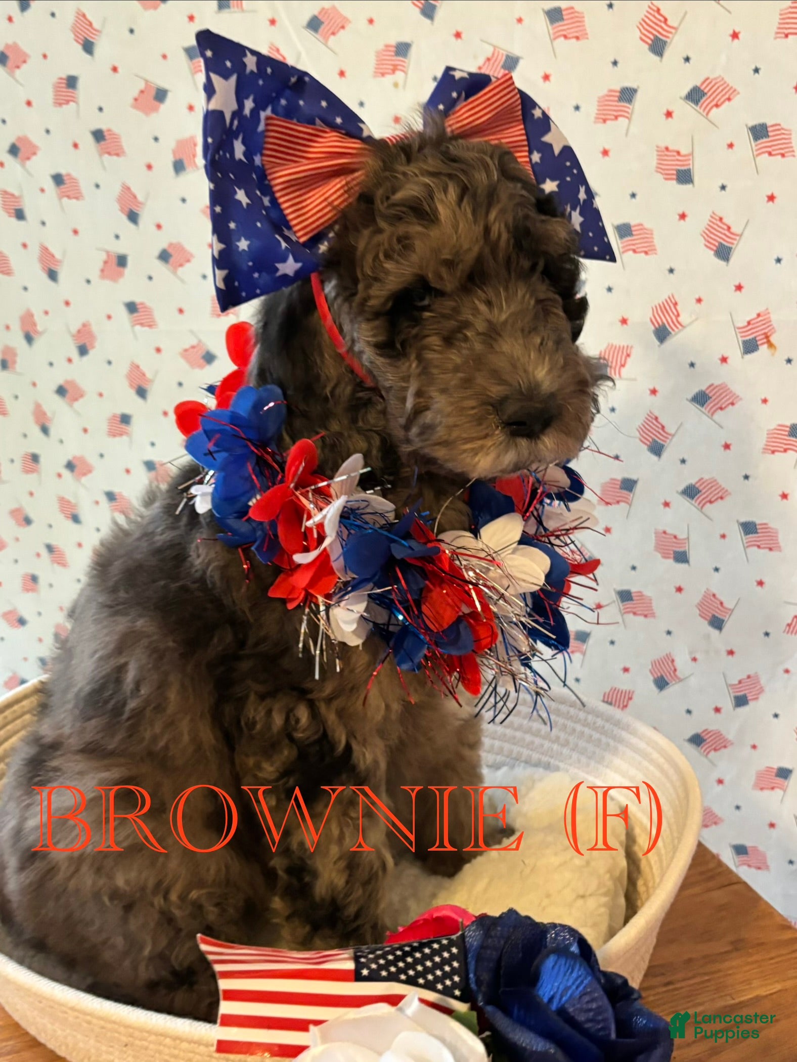 Bernedoodle dogs Brownie - Ad 1