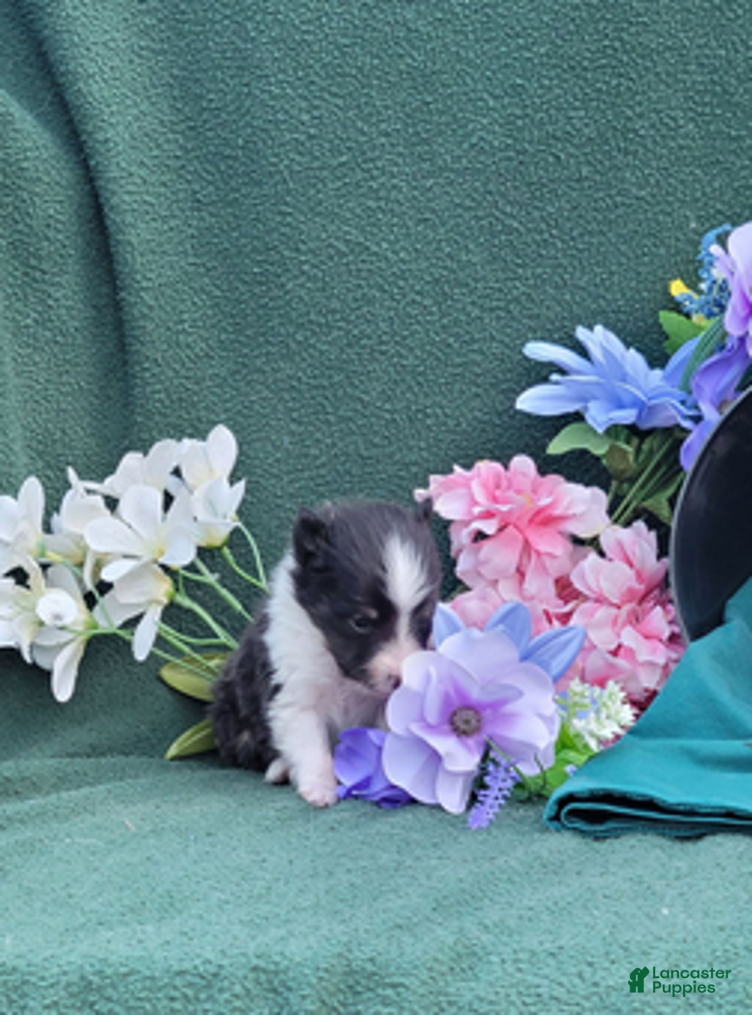 Shetland Sheepdog dogs for sale: Pixie - Ad 7