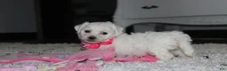 Bichon Frise dogs for sale: 🩷Jasmine🩷  - Ad 5