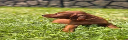 Irish Setter dogs for sale: Orange collar  - Ad 4