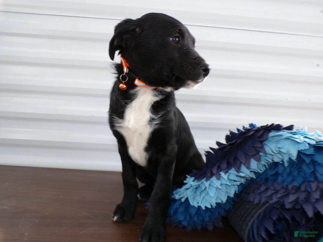 Border Terrier dogs for sale: Border Terrier Puppy 4 Blacky - Ad 3