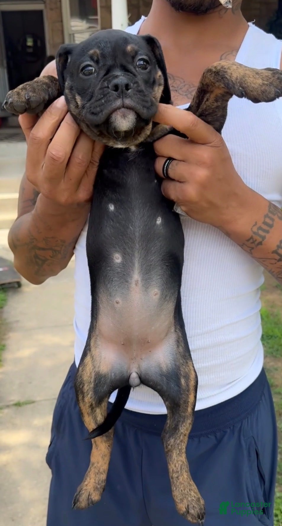 Olde English Bulldogge dogs Ava - Ad 26