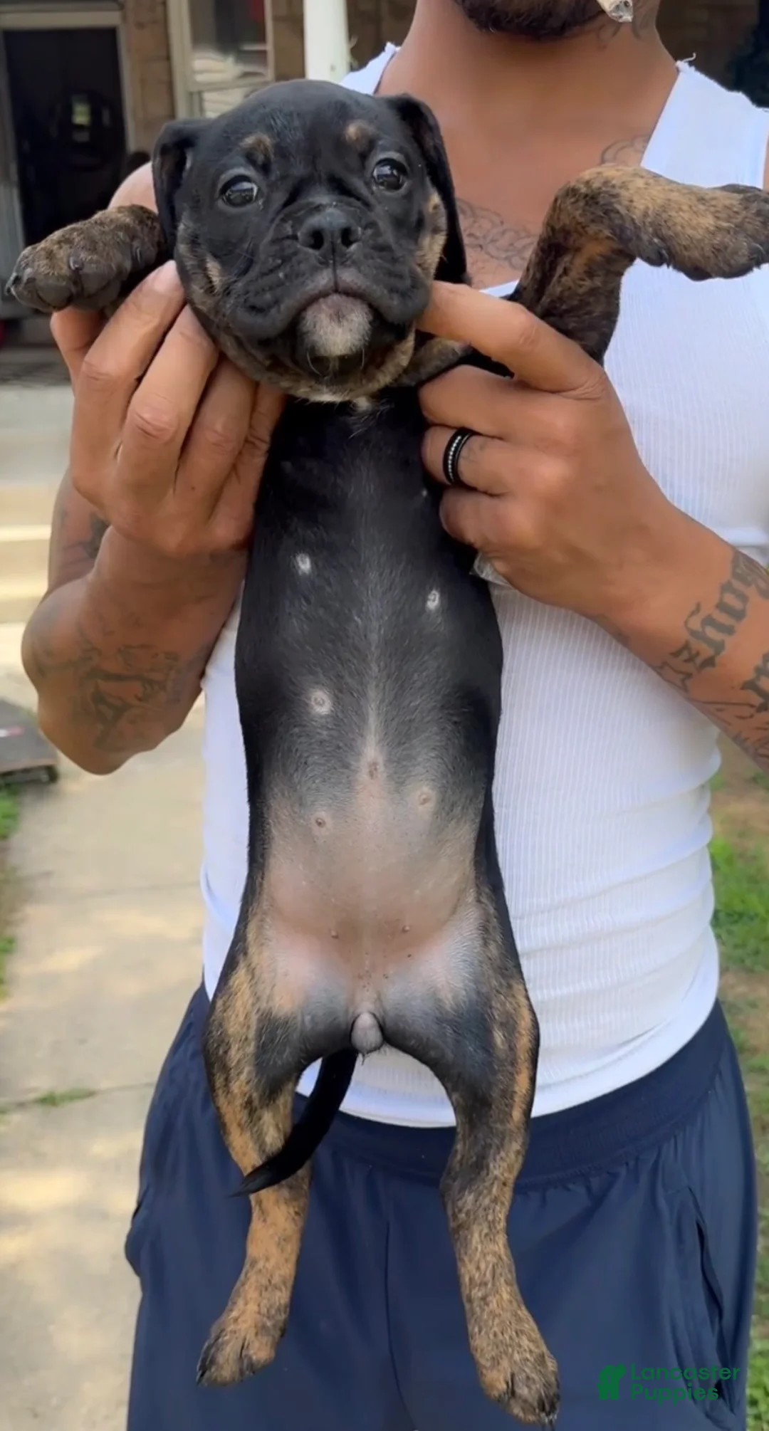 Olde English Bulldogge dogs for sale: Ava - Ad 1