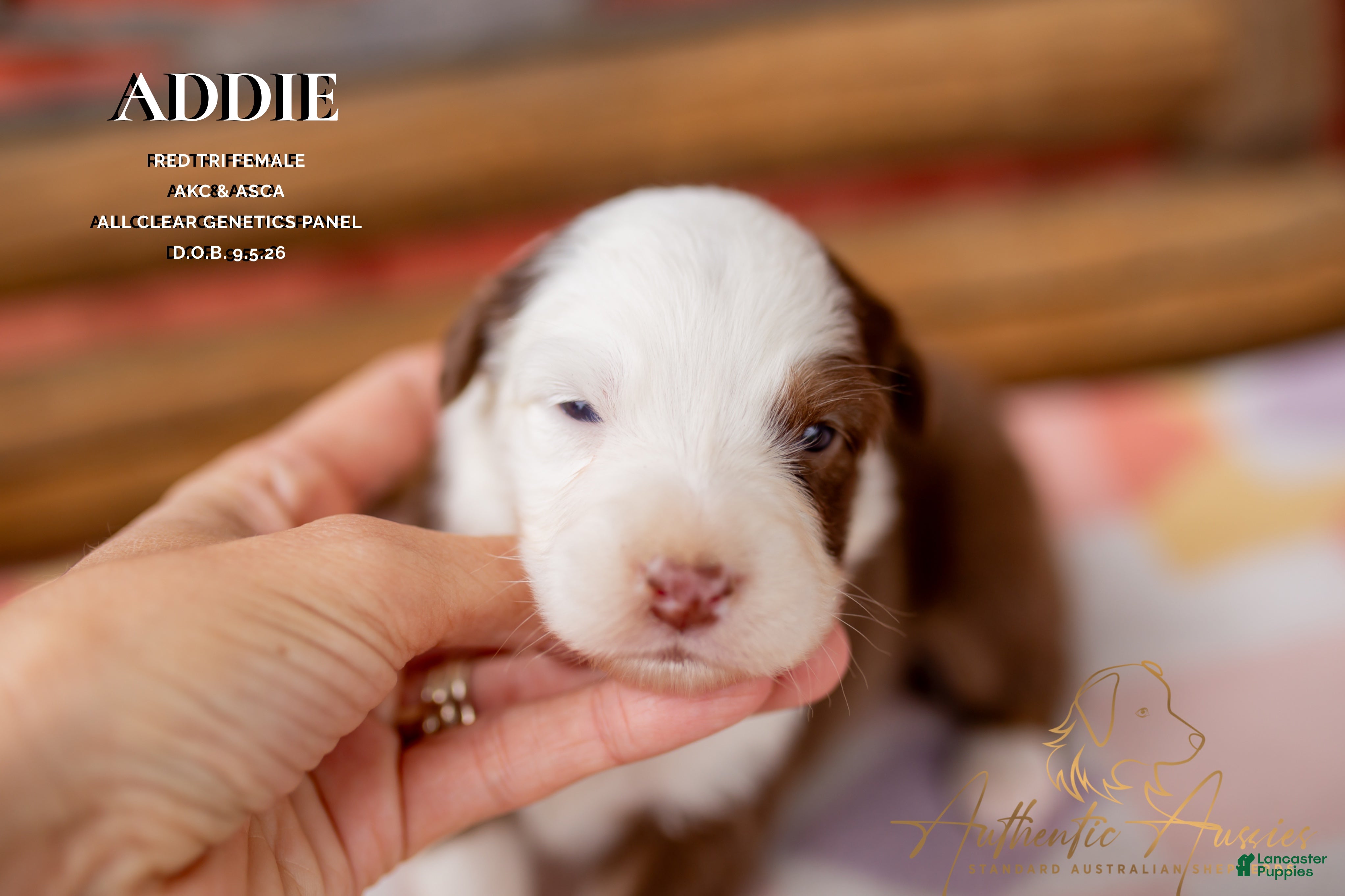 Addie