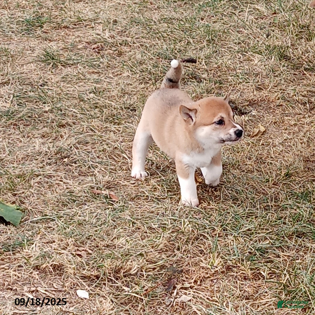 Shiba Inu dogs for sale: Pumpkin - Ad 1