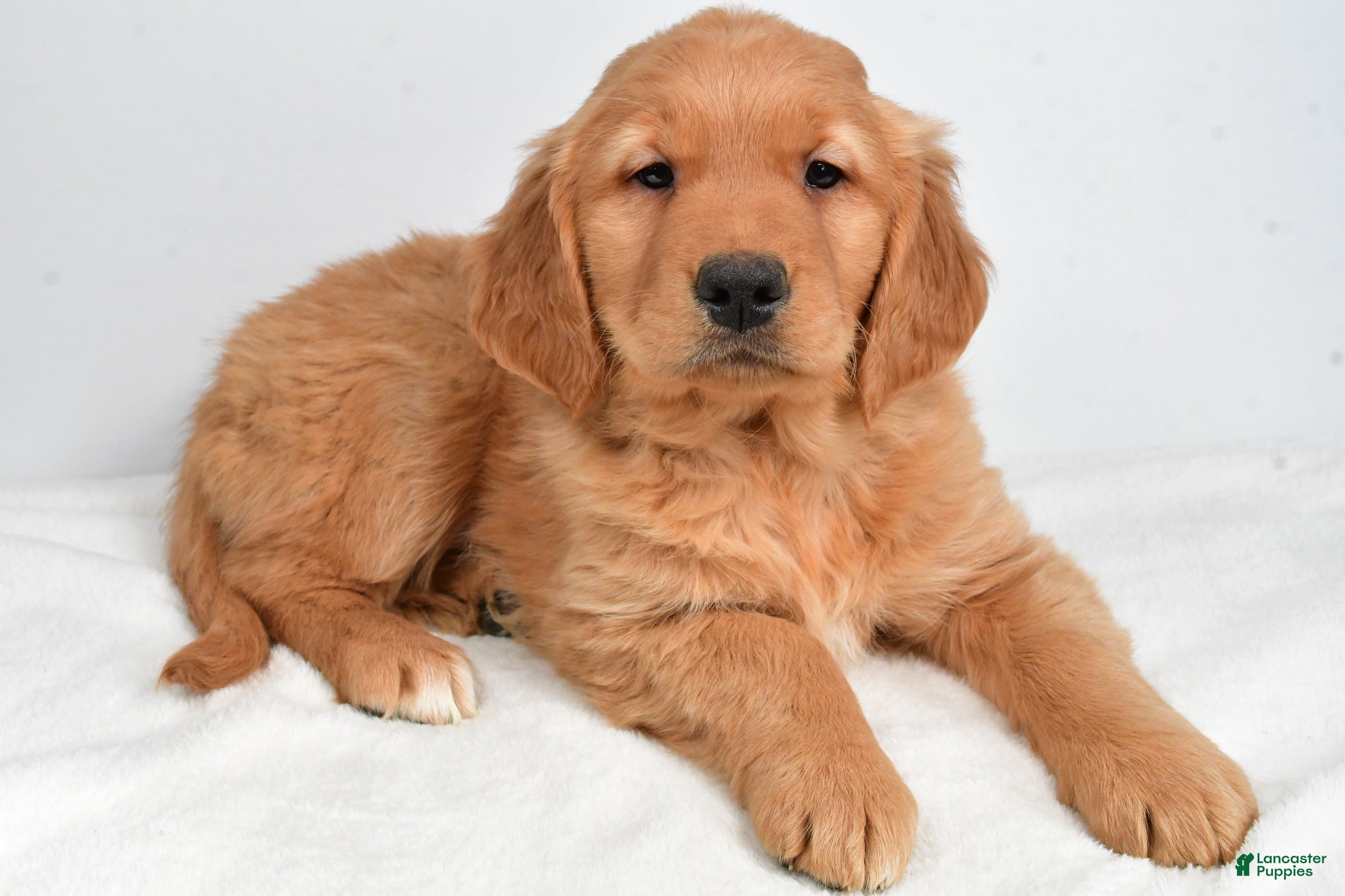 Golden Retriever dogs Anna - Ad 4