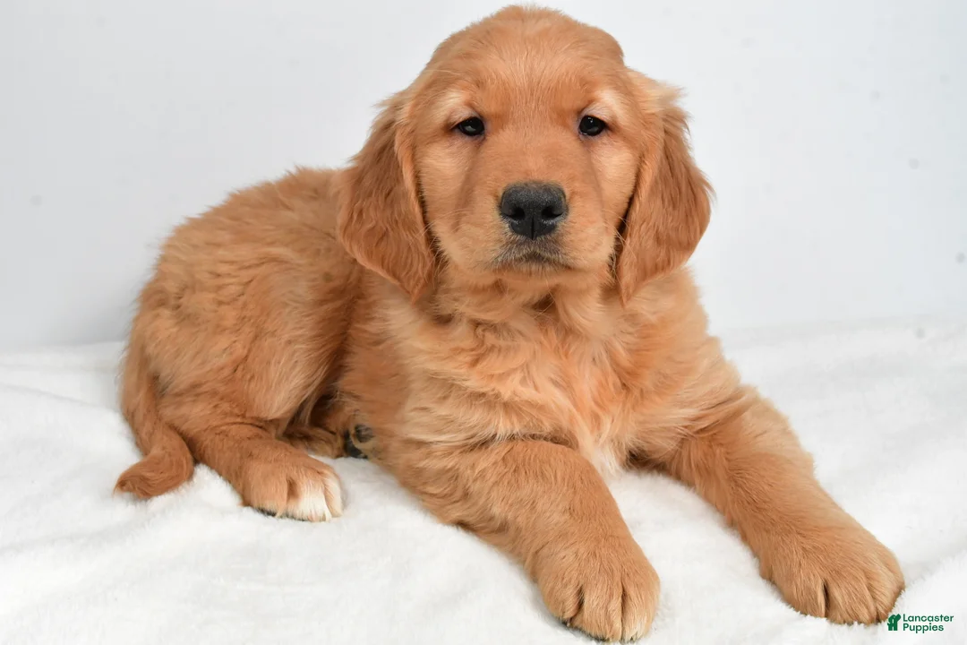 Golden Retriever dogs for sale: Anna - Ad 1