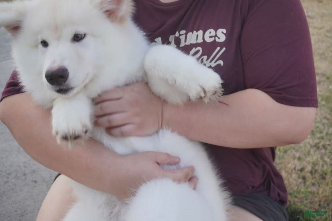 Alaskan Malamute dogs for sale: Xi Xi - Ad 1