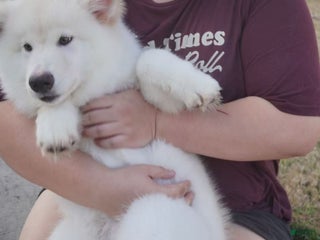 Alaskan Malamute dogs Xi Xi - Ad 5