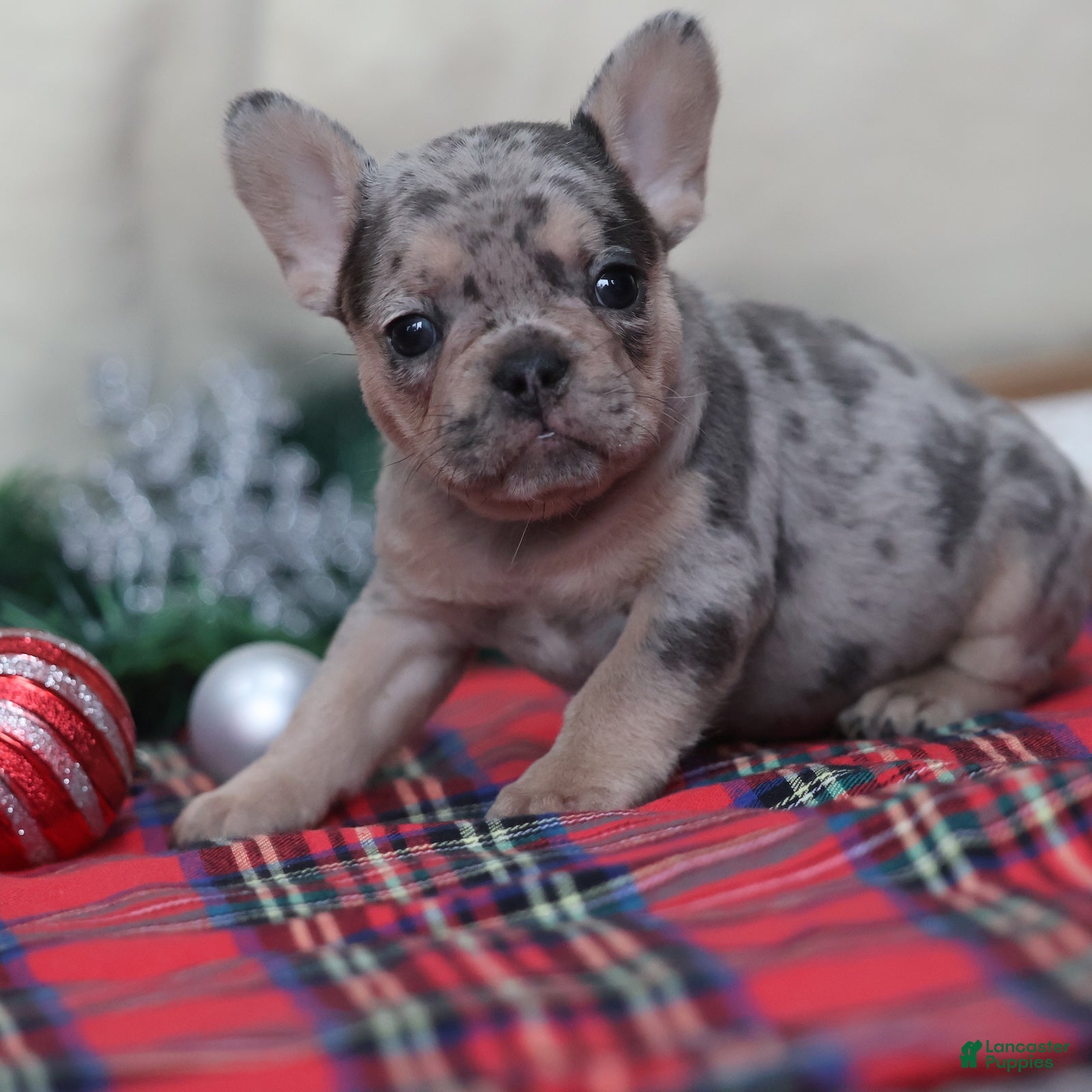 French Bulldog dogs Amanda - Ad 39