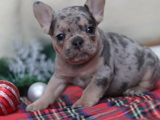 French Bulldog dogs Amanda - Ad 40