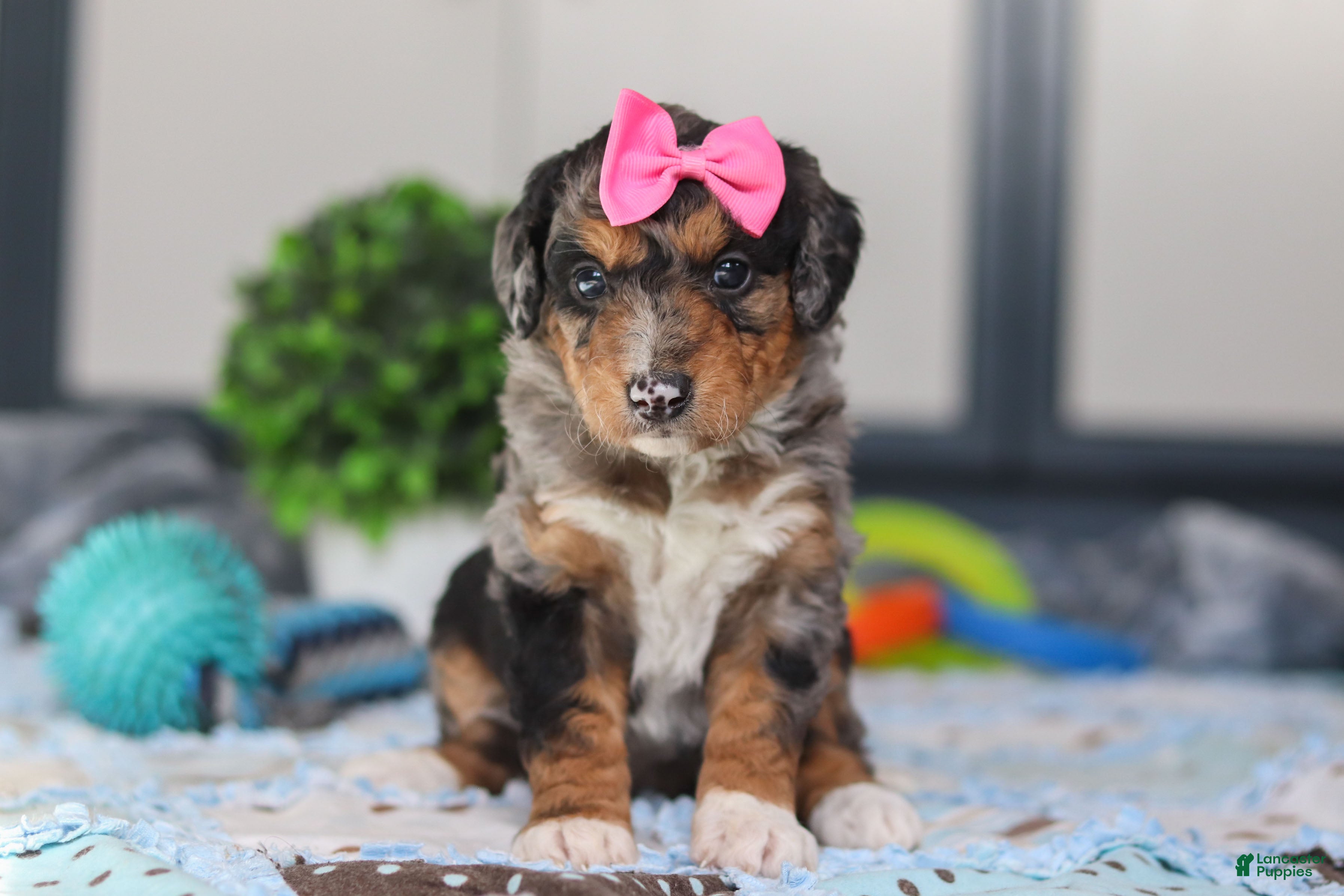 Mini Bernedoodle dogs Pearl - Ad 1