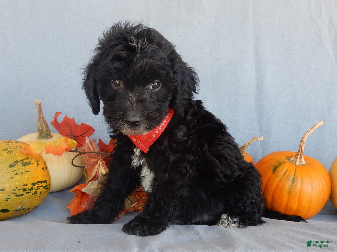 Sheepadoodle dogs for sale: Panda (medium) - Ad 60