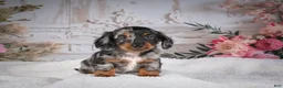 Miniature Dachshund dogs for sale: Leo - Ad 12