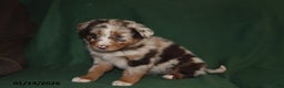 Mixed Breed dogs for sale: Bella   - Ad 5