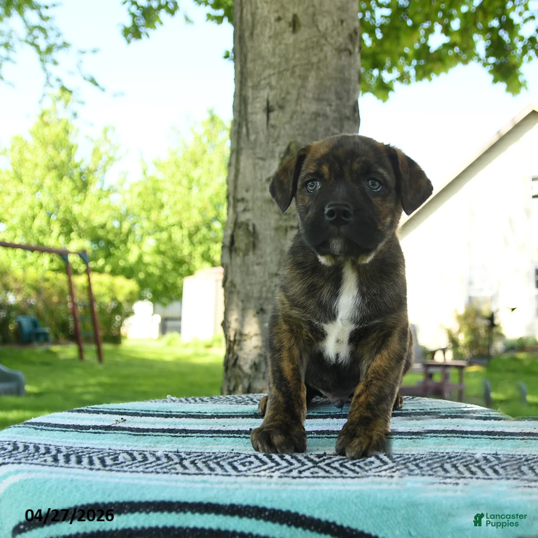 Mixed Breed dogs for sale: Rocky - Ad 1