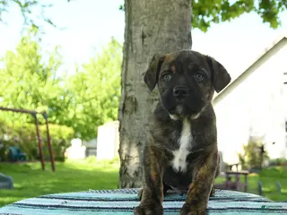 Mixed Breed dogs for sale: Rocky - Ad 4