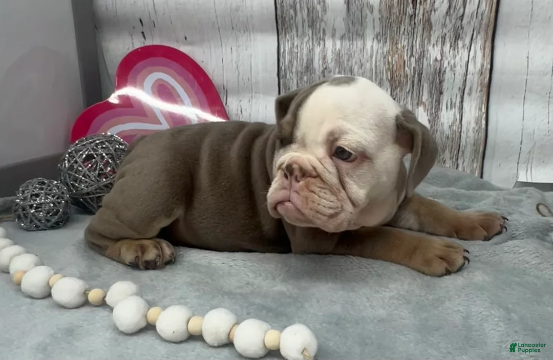 English Bulldog dogs for sale: Leo - Ad 4