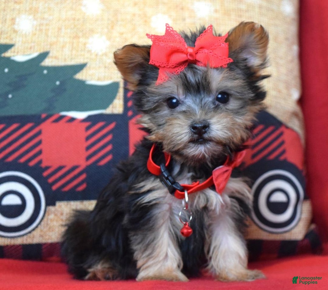 Yorkshire Terrier dogs for sale: Prancer - Ad 8