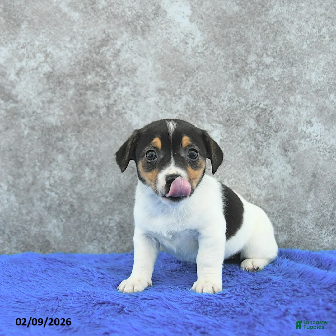 Mixed Breed dogs for sale: Tinsley - Ad 1