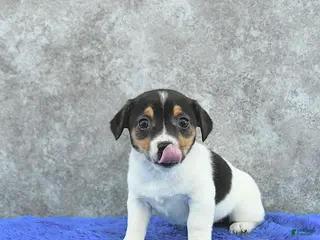 Mixed Breed dogs Tinsley - Ad 14