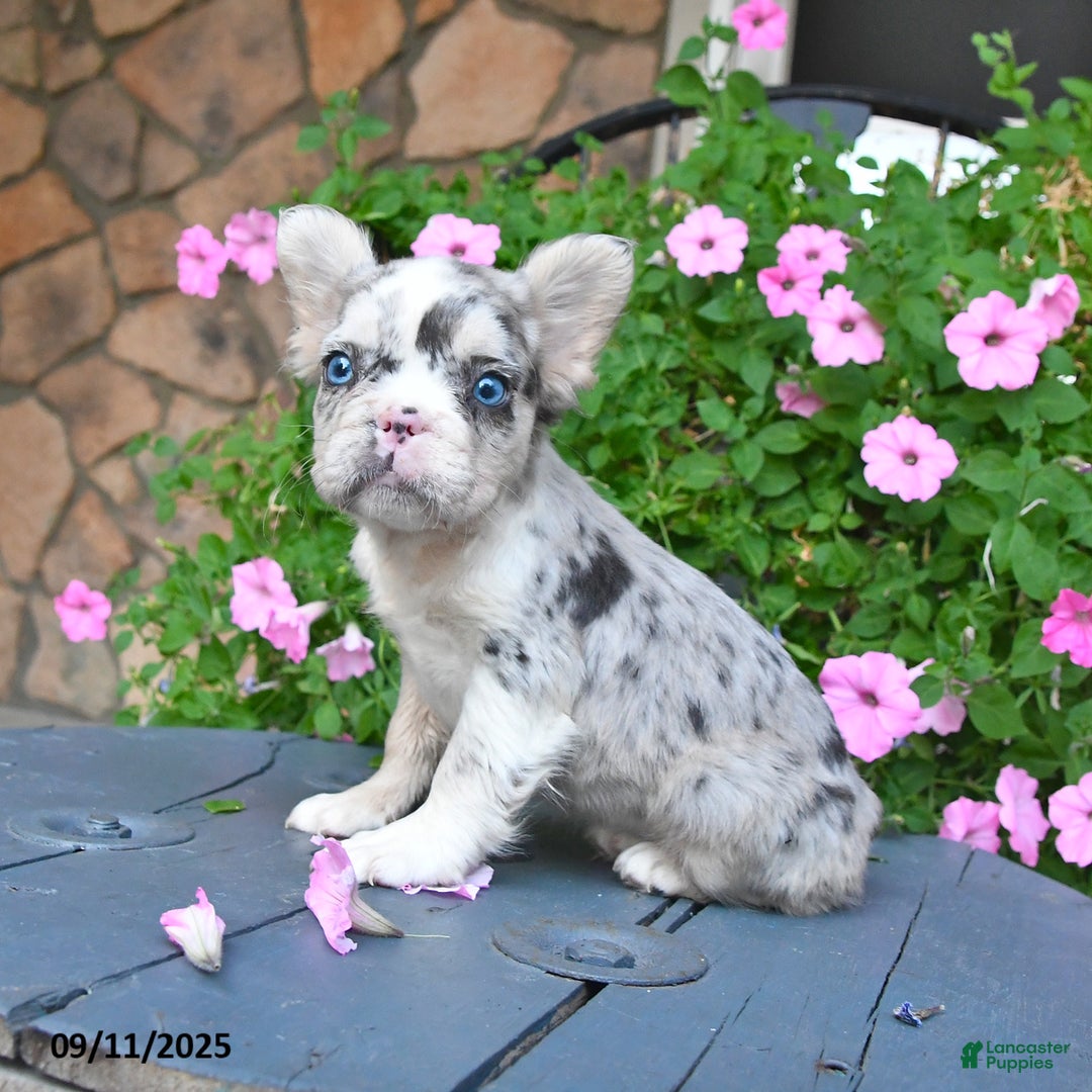 French Bulldog dogs for sale: Fancy - Ad 2