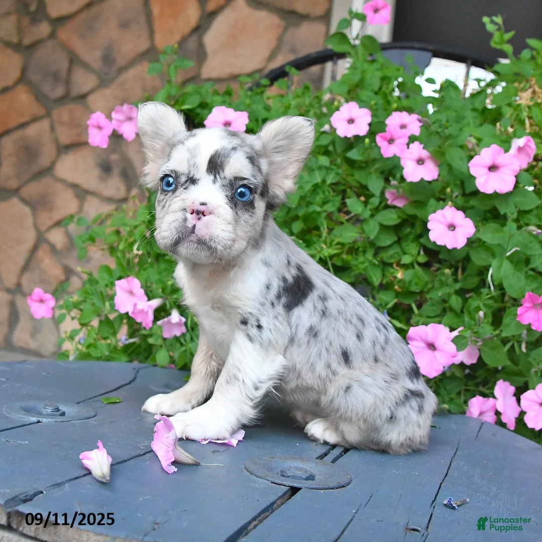 French Bulldog dogs for sale: Fancy - Ad 2