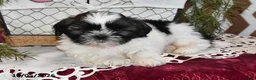 Shih Tzu dogs for sale: Jordan - Ad 3