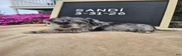Miniature Schnauzer dogs for sale: Sandi - Ad 2