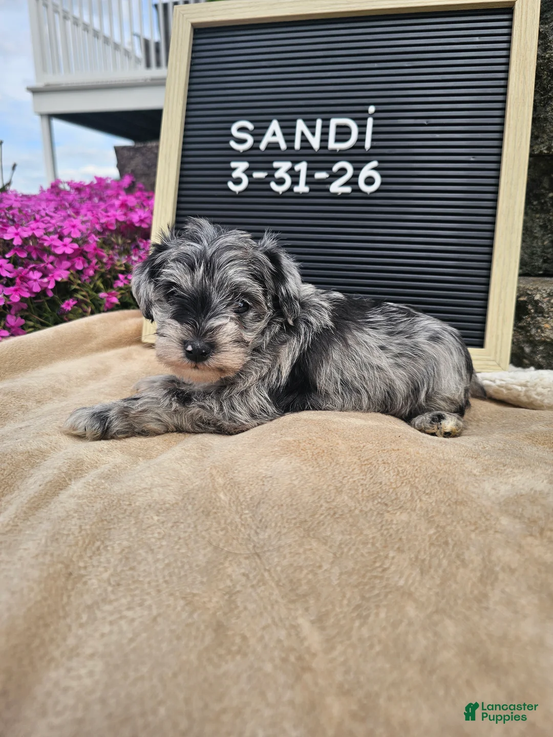 Miniature Schnauzer dogs for sale: Sandi - Ad 2
