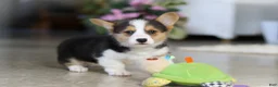 Welsh Corgi Pembroke dogs for sale: Princess - Ad 9
